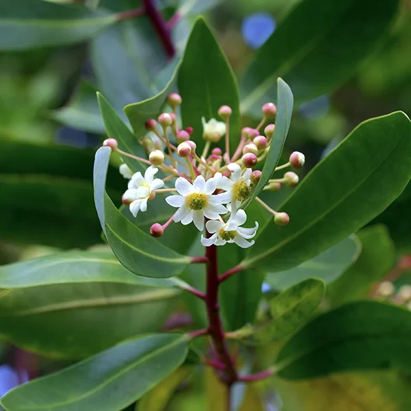 Catuaba Bark