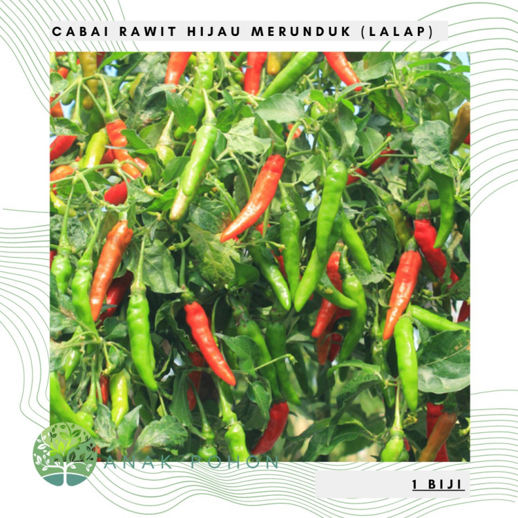 Cayenne