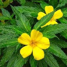 Damiana