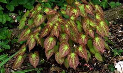 Epimedium Sagittatum