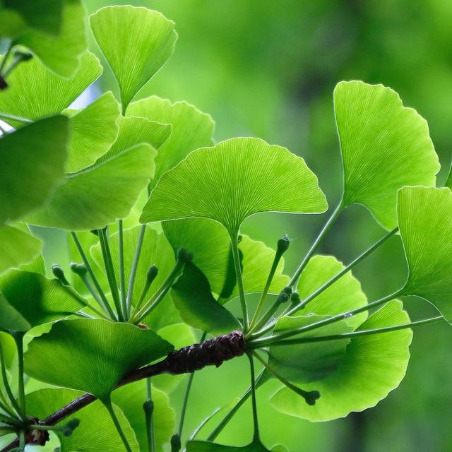 Ginkgo biloba