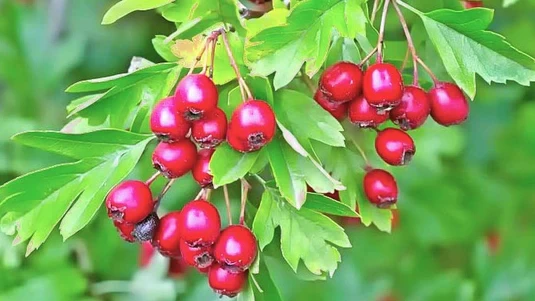 Hawthorn Fruit