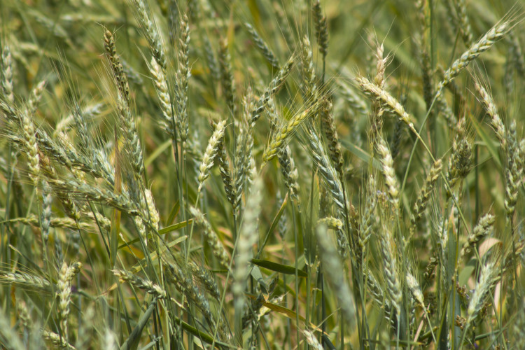 Oat straw