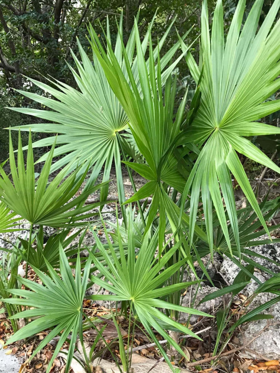 Saw palmetto