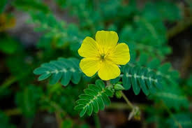 Tribulus